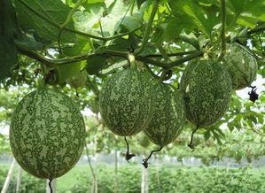 吊瓜吃一块切一块好吗视频,边吃边看“吃一块切一块”视频