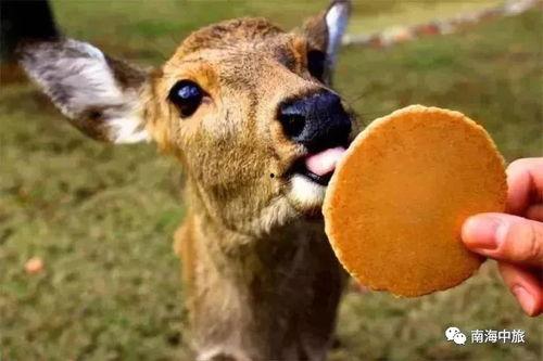 桂小鹿鹿吃瓜视频,揭秘娱乐圈幕后故事