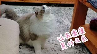 猫咪吃瓜看戏视频大全集,猫咪吃瓜看戏视频大盘点