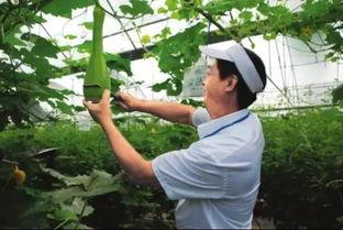 谁知道砍瓜怎么吃的视频,视频揭秘砍瓜新方法