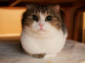 葫芦瓜能给猫吃吗视频播放,猫咪新宠？揭秘猫咪能否享用葫芦瓜美味