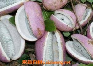 八月瓜吃死人了吗视频,八月瓜致人死亡事件真相揭秘