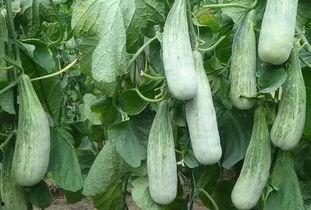 临沂兰田吃瓜事件视频最新,一场网络热议的瓜田奇谈