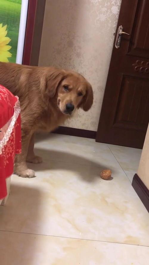 吃瓜小熊小金毛视频大全,吃瓜小熊与小金毛的欢乐视频大盘点