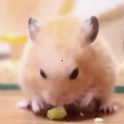 仓鼠可以吃梨头瓜吗视频,仓鼠新宠美食大揭秘